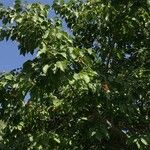 Croton sylvaticus Habit