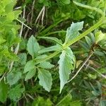 Valeriana tripteris Hoja