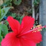 Hibiscus schizopetalusBlomma