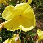 Oenothera glazioviana Blüte