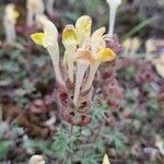 Scutellaria orientalis Flower