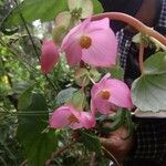 Begonia gracilis Kvet