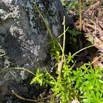 Peperomia galioides ഇല