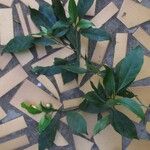 Voacanga bracteata Blatt