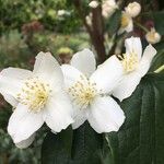 Philadelphus coronarius Blomma