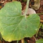Cucurbita maxima Leaf