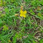 Diplotaxis tenuifolia Flor