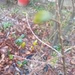 Salix variegata Hábito