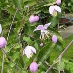 Thalictrum delavayi Кветка