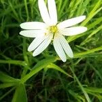 Stellaria holostea Flower