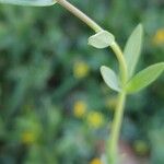 Linaria micrantha Écorce