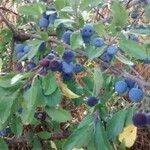 Vaccinium uliginosum Плод