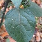 Solanum nigrum برگ