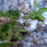 Potentilla caulescens Fruit