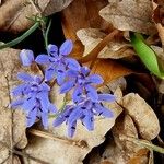 Scilla bifolia 花