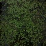 Callitriche brutia Likasa