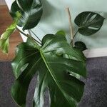 Monstera deliciosaΦύλλο