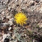 Centaurea acaulis Kvet