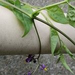 Solanum dulcamara Лист