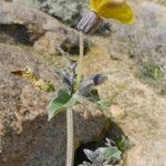 Physalis crassifolia Habitatea