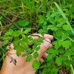 Thalictrum occidentale Hoja