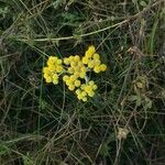 Helichrysum arenarium Кветка