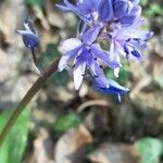 Hyacinthoides italica Çiçek