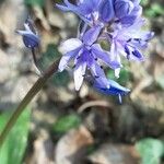 Hyacinthoides italica फूल