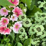 Primula obconica Flower