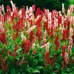 Polygonum cognatum Цветок