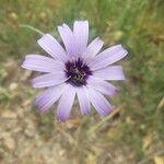 Catananche caerulea Цвят