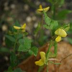 Vigna luteola Floro
