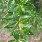 Berberis verruculosa Leaf