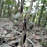 Pachyplectron arifolium Plod
