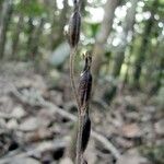 Pachyplectron arifolium Fruto