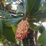 Magnolia grandiflora Ffrwyth