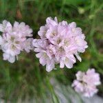 Armeria canescens फूल