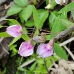 Lathyrus palustris Květ