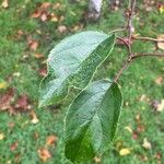 Malus hupehensis Leaf