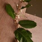 Elaeagnus macrophyllaFolio
