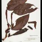 Philodendron platypodum