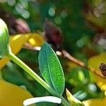 Hypericum reptans List