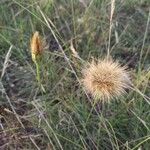 Gelasia hirsuta Fruit