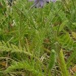 Astragalus alpinus Blatt