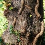 Tilia × europaea Bark