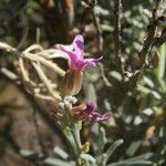 Parolinia intermedia Fleur