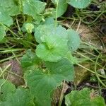 Viola hederacea Leaf