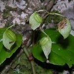 Begonia glabra Muu