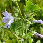 Malva multiflora Květ