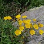 Potentilla crantziiFlower